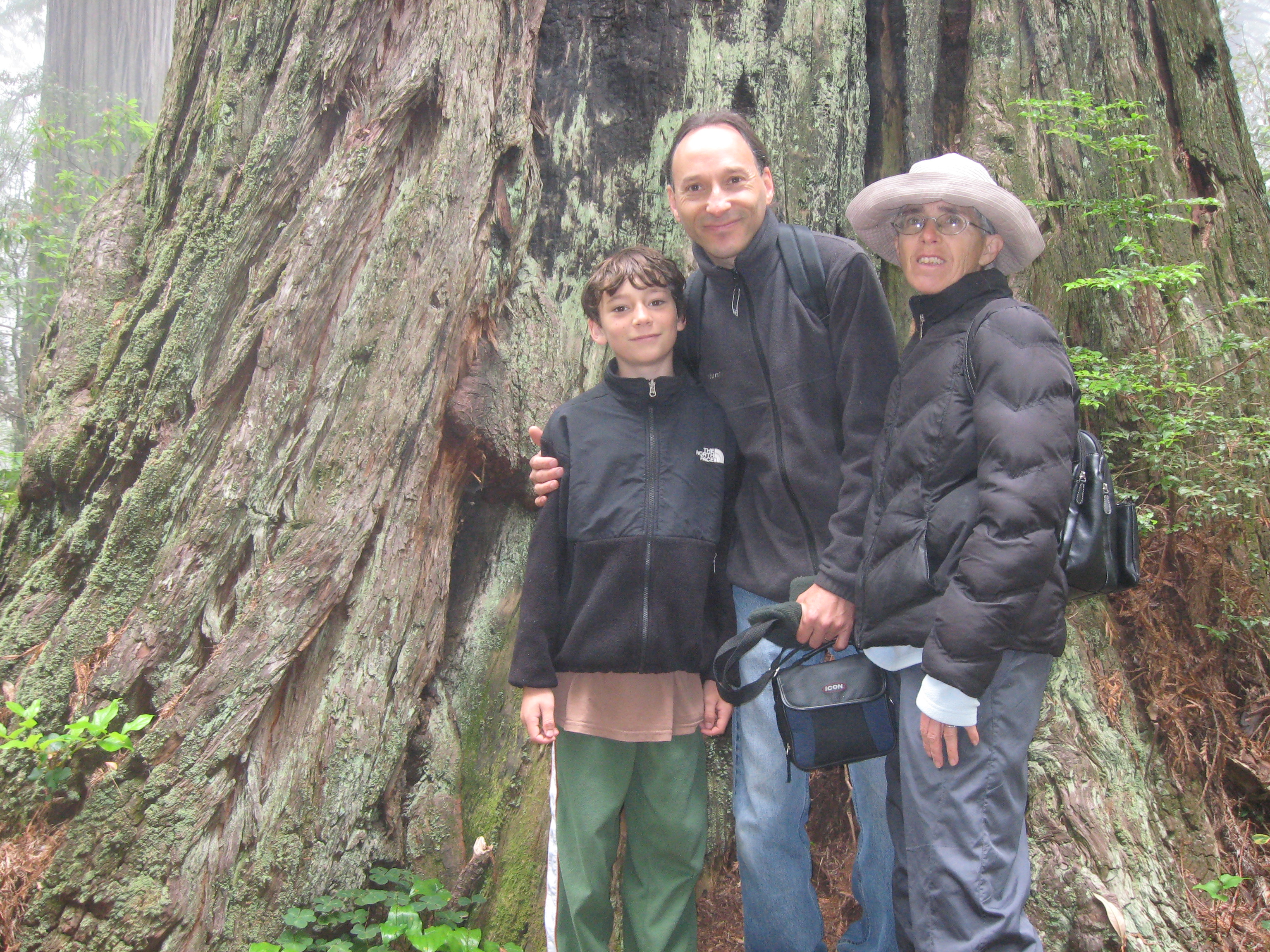 Redwood Forest, CA