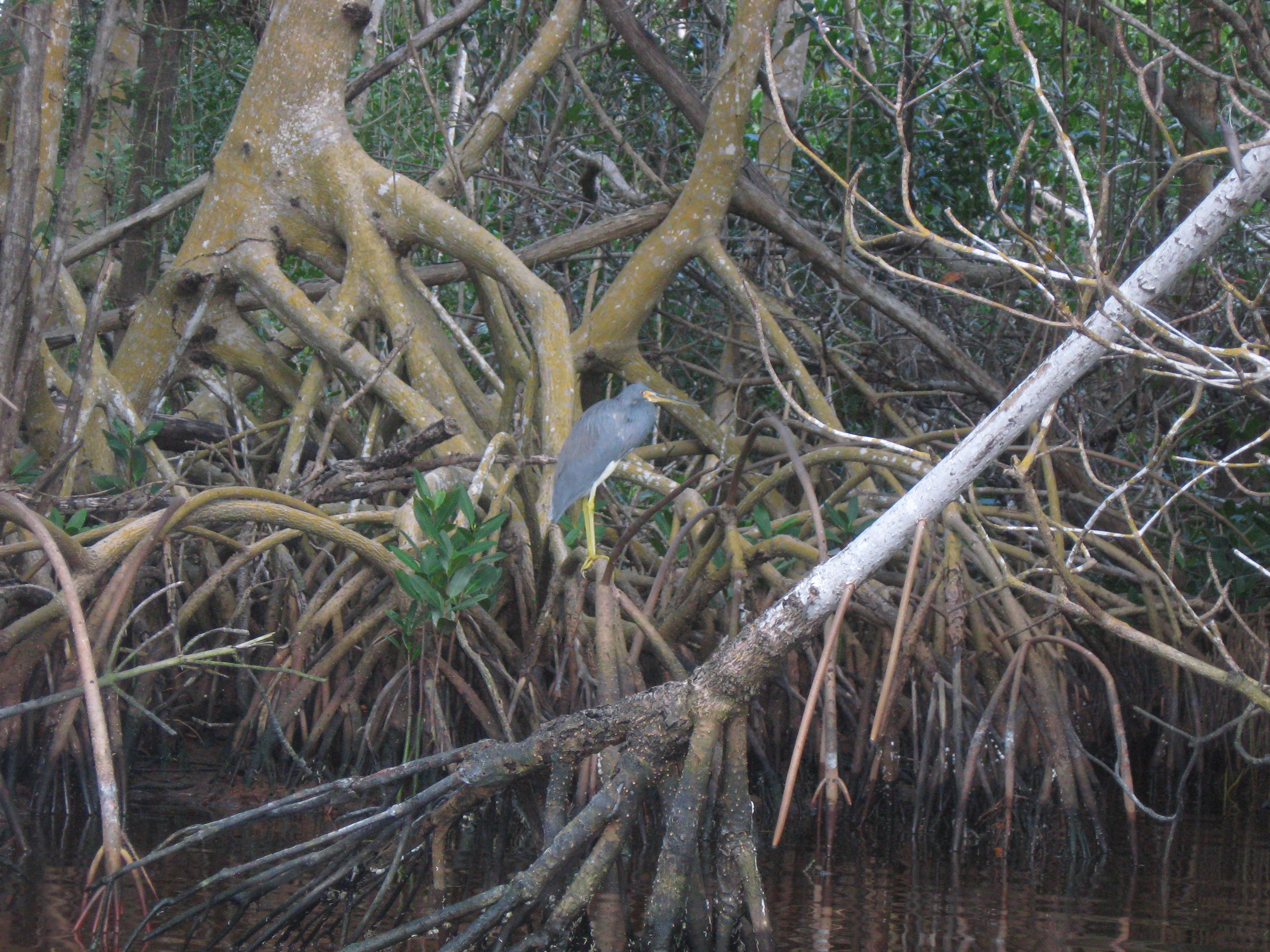 Tricolored Heron in Mangrove